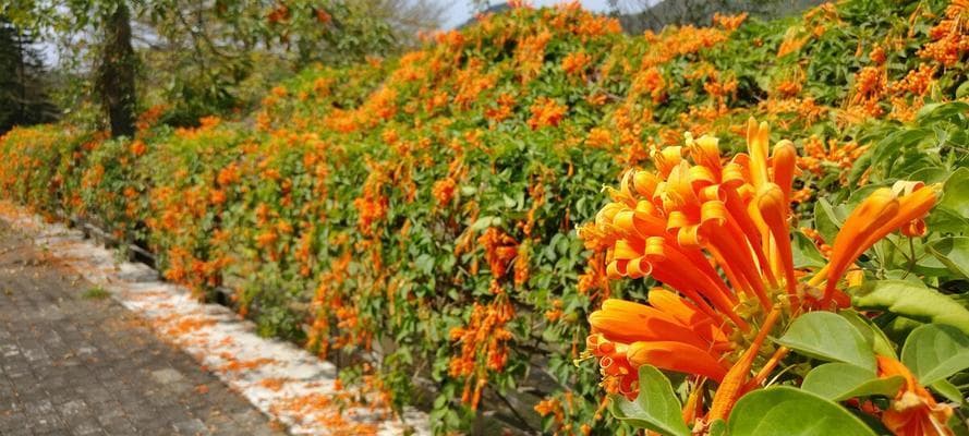 炮仗花的妙处（探寻炮仗花的品种、特点、栽培、养护以及文化价值）