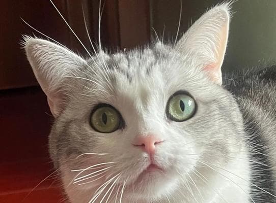 揭秘猫咪胡子之谜：生理意义与保护作用全解析