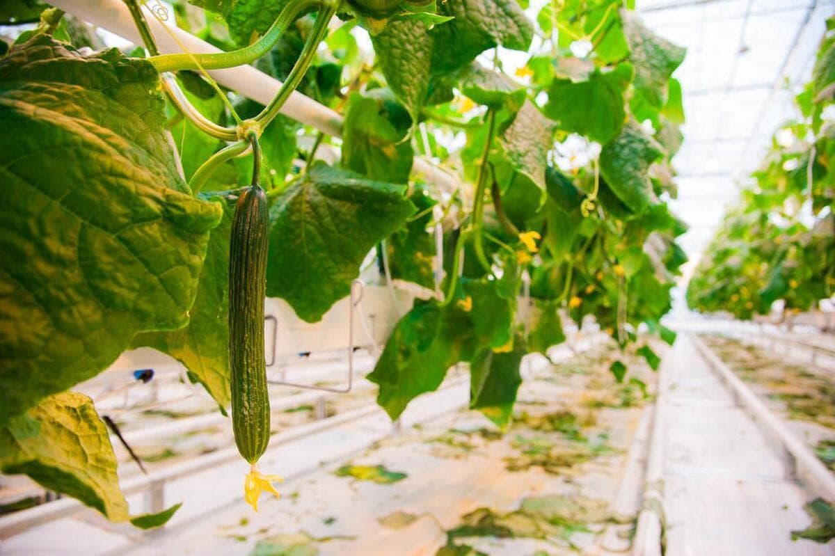 黄瓜种植技术要点