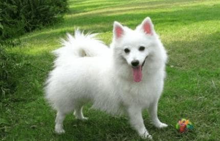 小型狐狸犬饲养指南：从性格到健康全方位解析