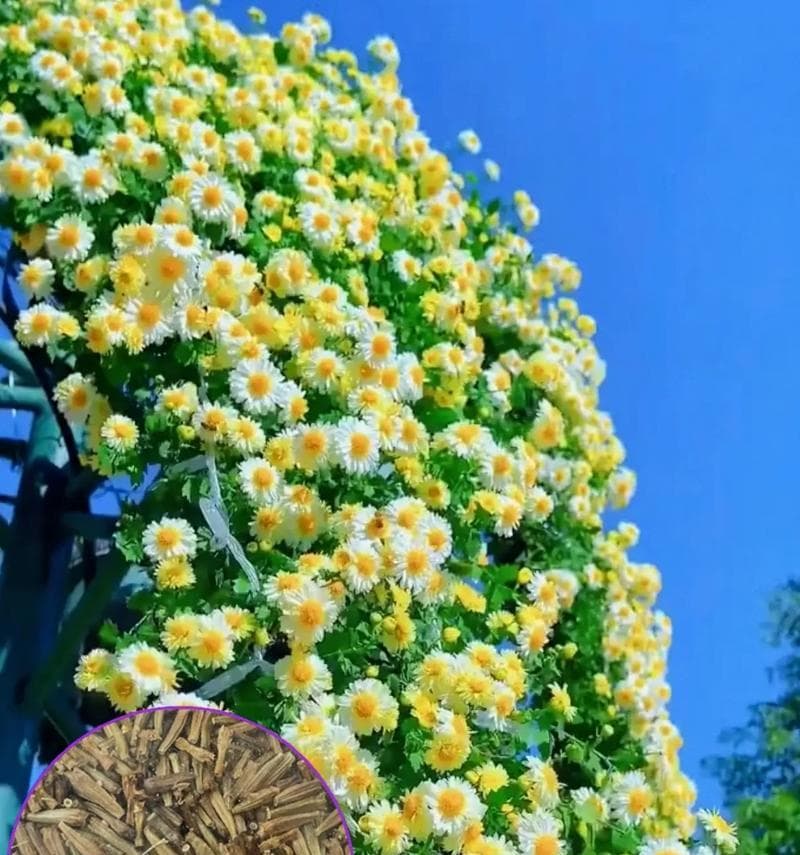 赏菊花知多少（种植与养护篇）