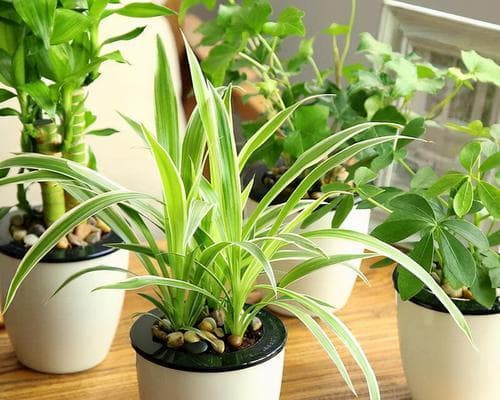 生菜的适宜光照条件与栽培技巧（探究生菜的喜阳或喜阴特点及栽培注意事项）