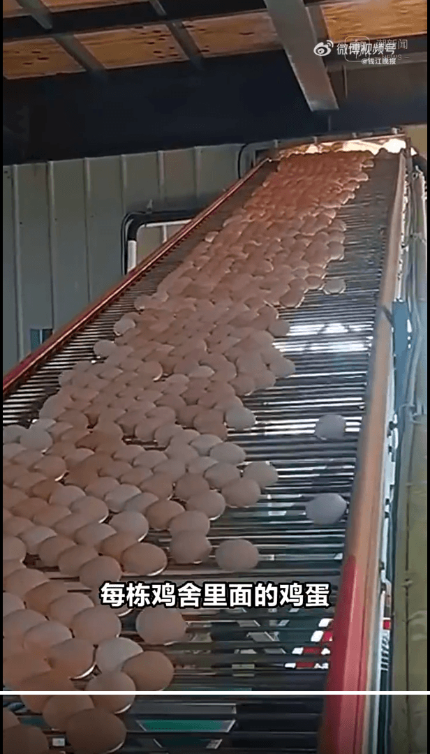 现在鸡都是这么养的了吗？浙江的养鸡场已是Next Level
