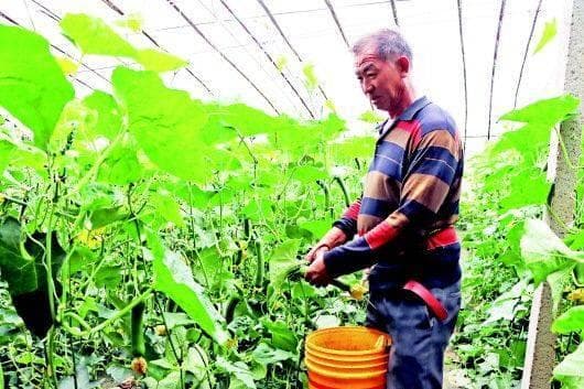 新品种带来新突破 种植户成了企业家