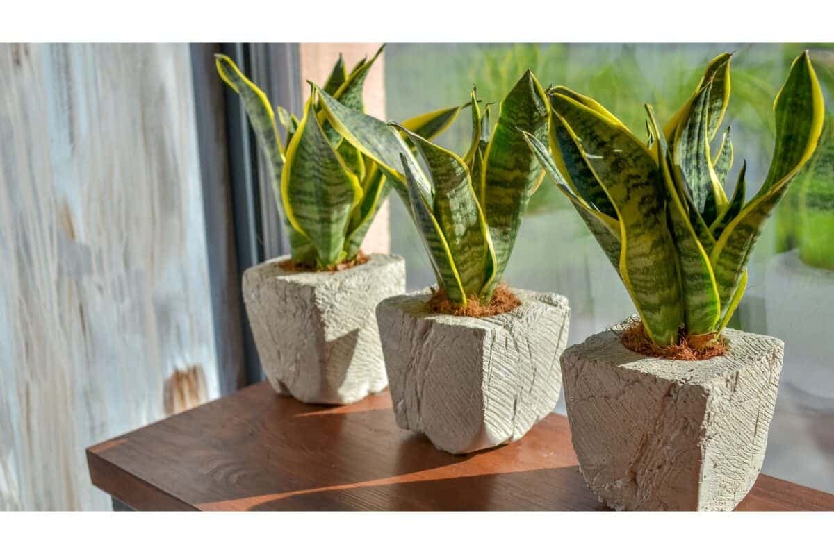 20 种低维护植物，适合忙碌的园丁