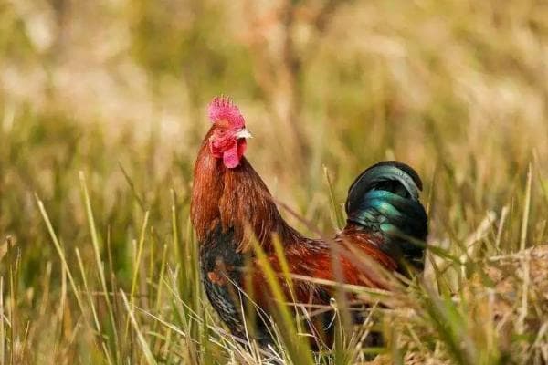 综合治理蝗虫的技术：农业防治、生物防治和化学防治