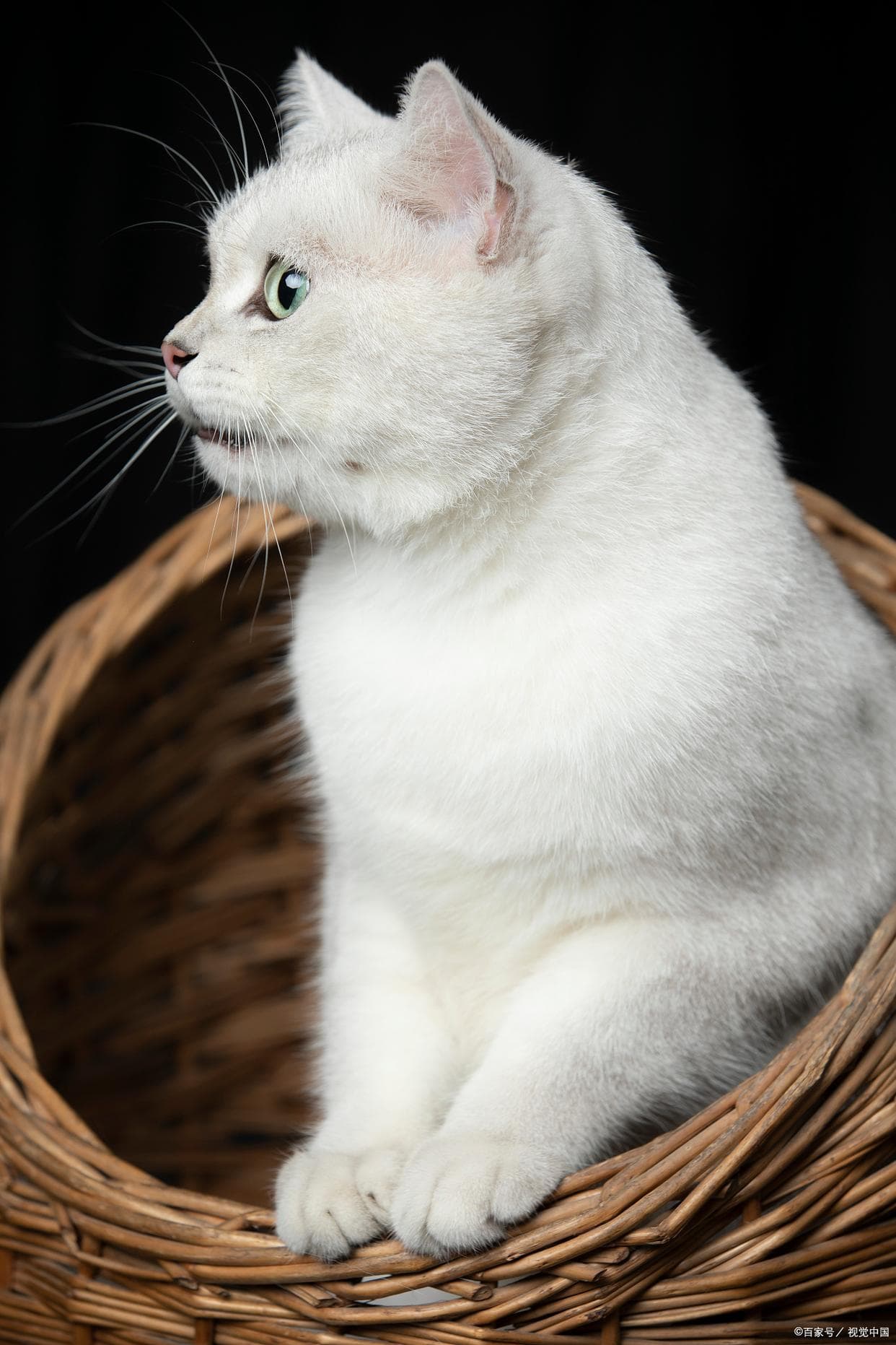 猫胰腺炎症状全知晓，铲屎官必看！