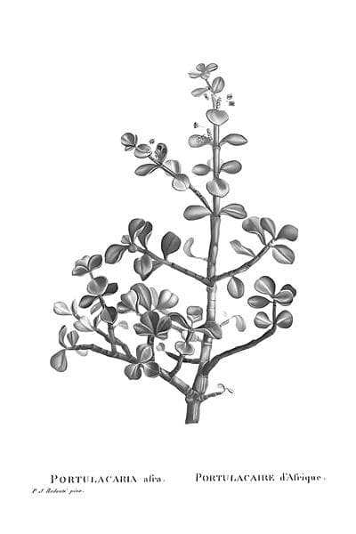 “长命菜”马齿苋：从唐代餐桌到现代餐桌的文化传承