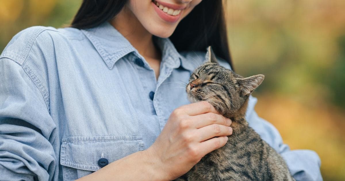 猫咪耳朵清洁怎么做？照护爱猫耳朵健康的方法