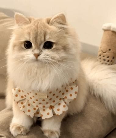 猫咪眼眶发红怎么办？专业诊断与护理指南