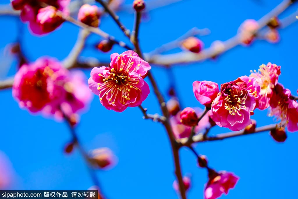 北京2025花海预报：11种花卉花期及赏花地点全攻略