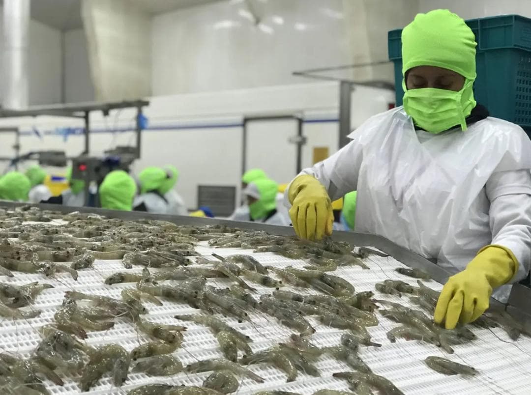 2025年初全球虾价波动分析，何处寻找价格吸引力？