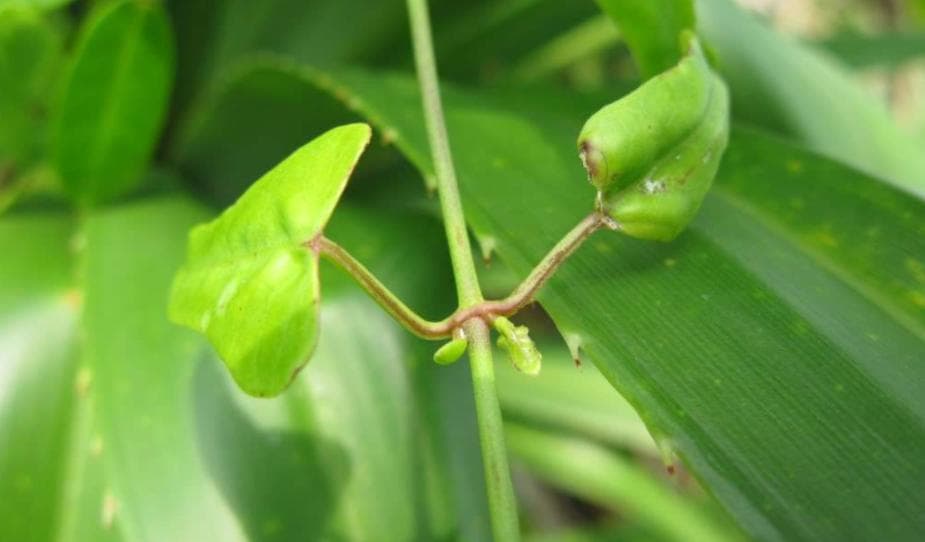 单子叶和双子叶植物有哪些区别？如何区分？
