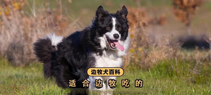 一岁的边牧应该吃什么？（科学饲养指南帮助您为宠物狗提供 ...