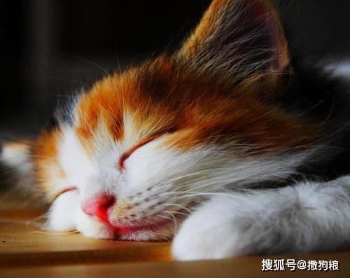 四个月小猫养护指南：从喂食到健康管理的全方位指导