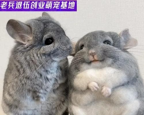 养龙猫须知：从居住环境到健康管理的全方位养护指南