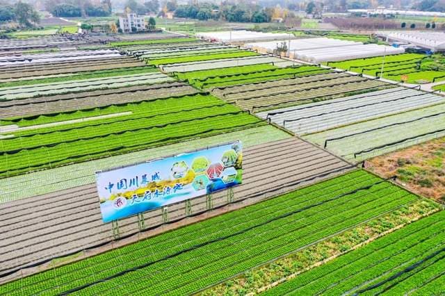 郫都区生菜产业成为国家城乡融合发展试验区典型案例！