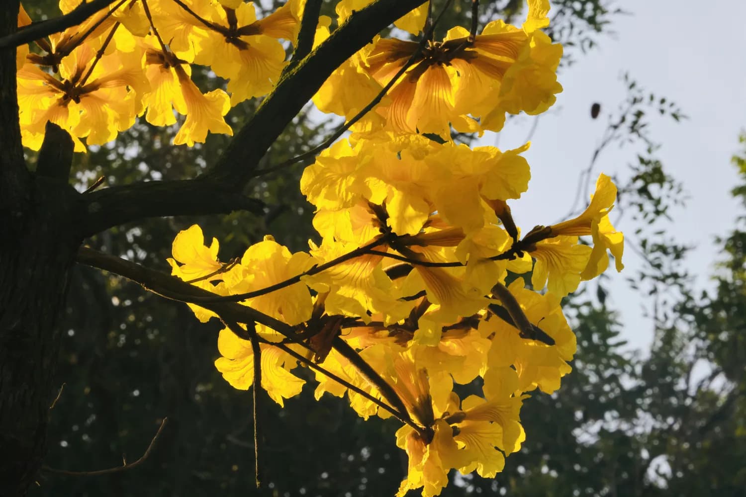 广西自驾游：春天赏花正当时！