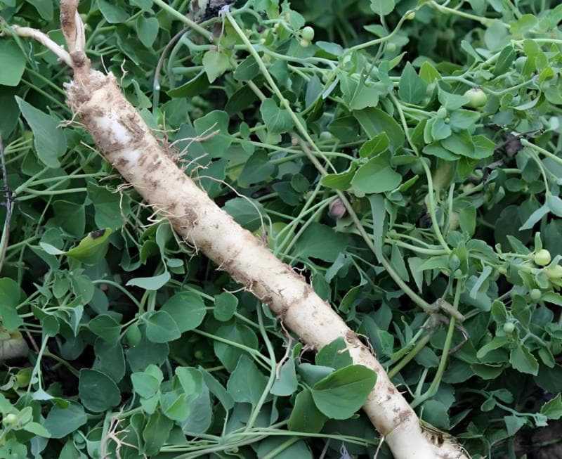 20种容易种植的中药材推荐——多年生中药材
