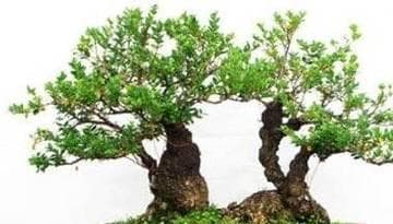 黄杨盆景养护全攻略：从选购到日常管理的全方位指南