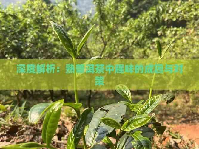 深度解析：熟普洱茶中腥味的成因与对策