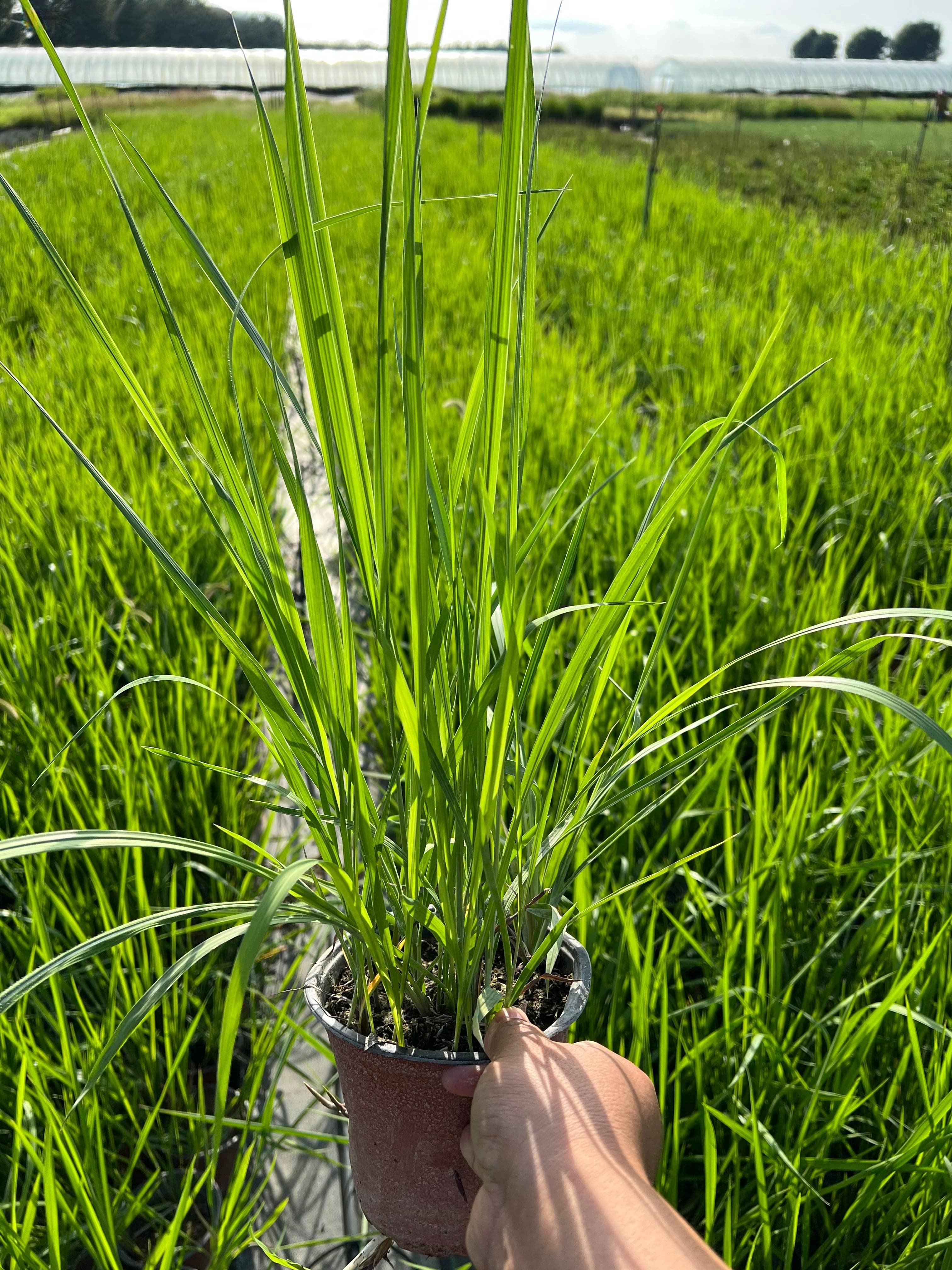 白茅种植技术：两种繁殖方式与管理要点