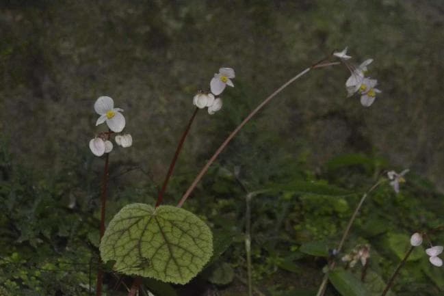 科普系列 | 篇九：秋海棠属植物