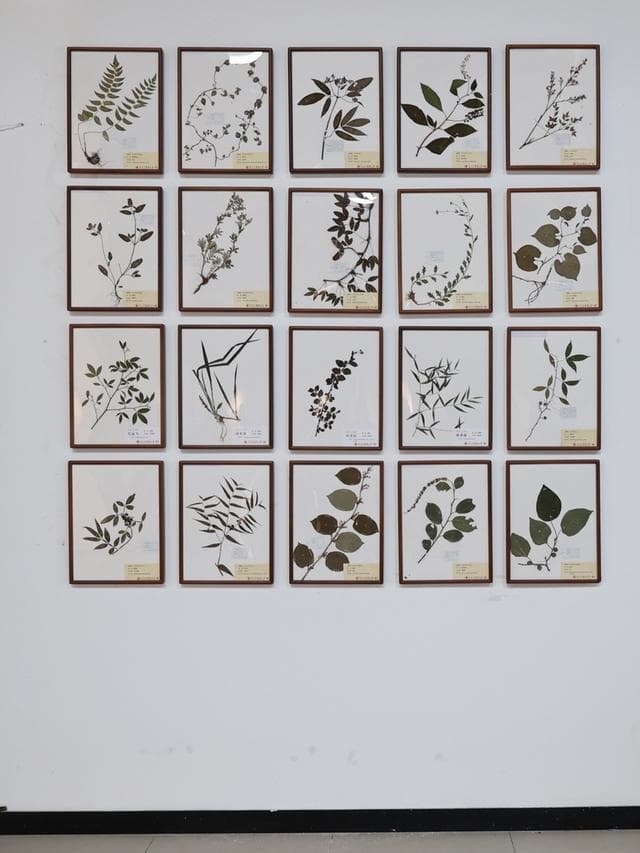 上海中医药博物馆举办苗医药巡展，开启“医耀中华”系列首展