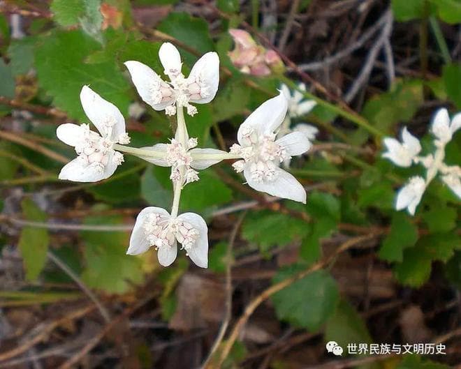 【植物界全系列】伞形目—伞形科