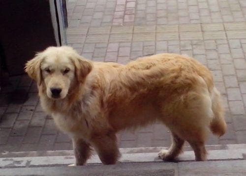 幼犬每日喂粮量：按体重计算，幼犬每公斤体重约需30-50克。适量喂食，健康成长！