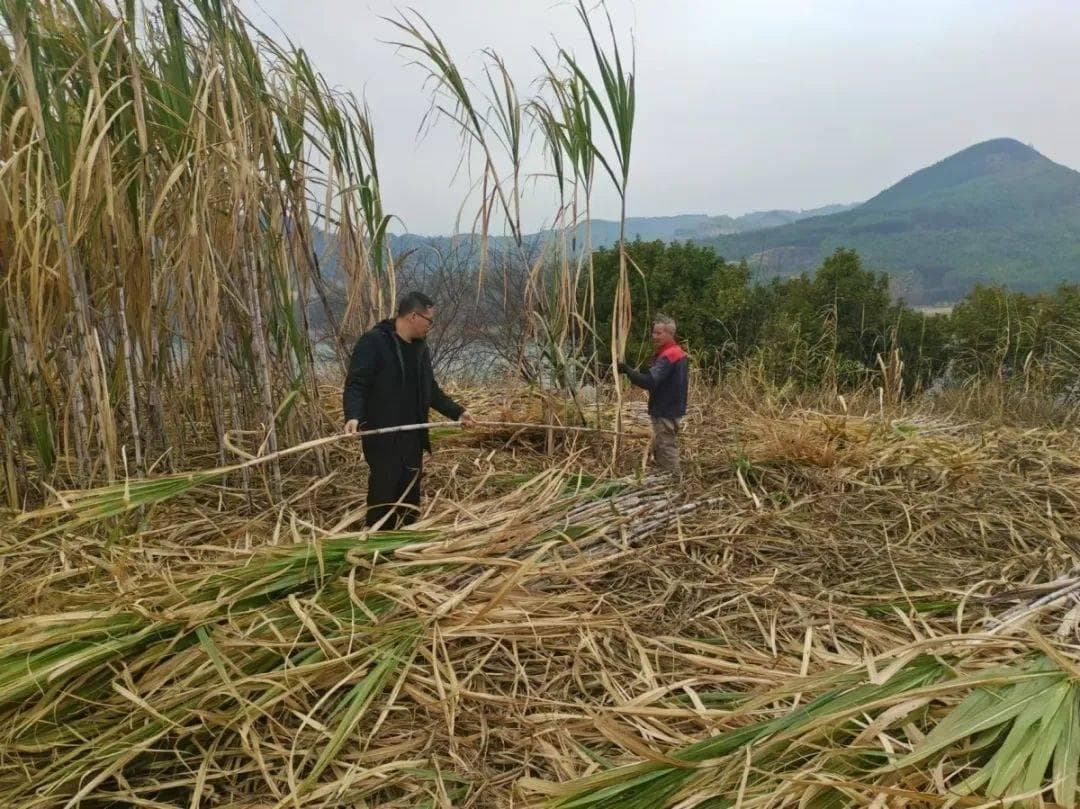 收辣椒，种甘蔗……运江镇群众这个春天好忙
