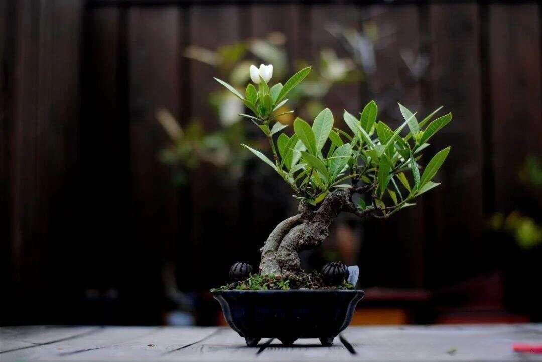 栀子花怎么养护与浇水？只要掌握几个关键点，新手也能养好它
