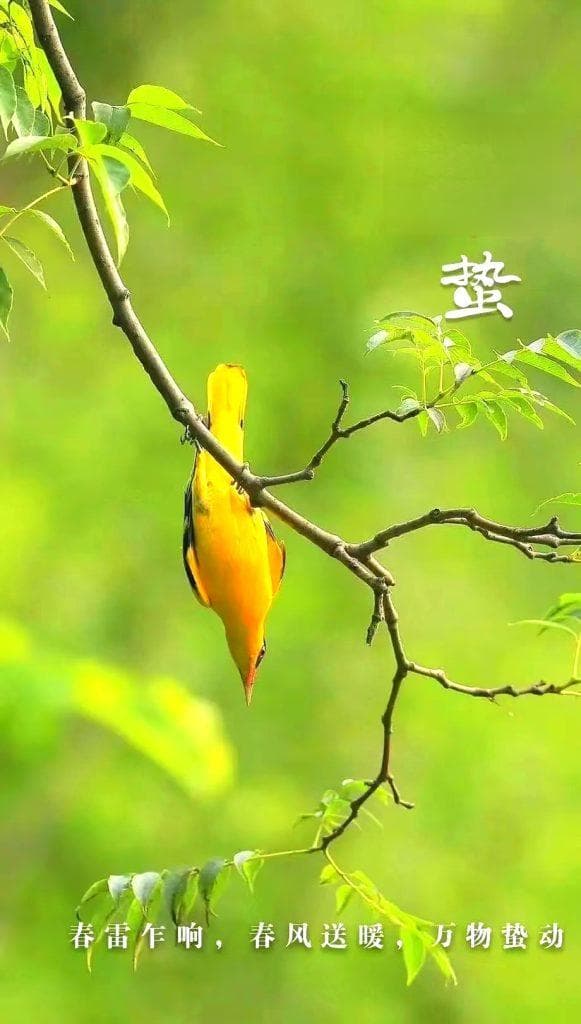 食养二十四节气——惊蛰：顺应节气，调理脾胃，迎接春暖花开
