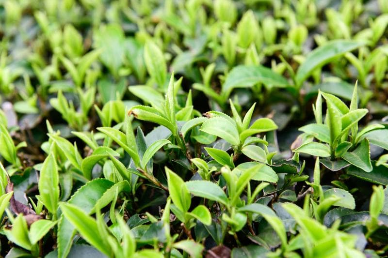 茶叶鲜叶多少钱一斤？市场价格及影响因素