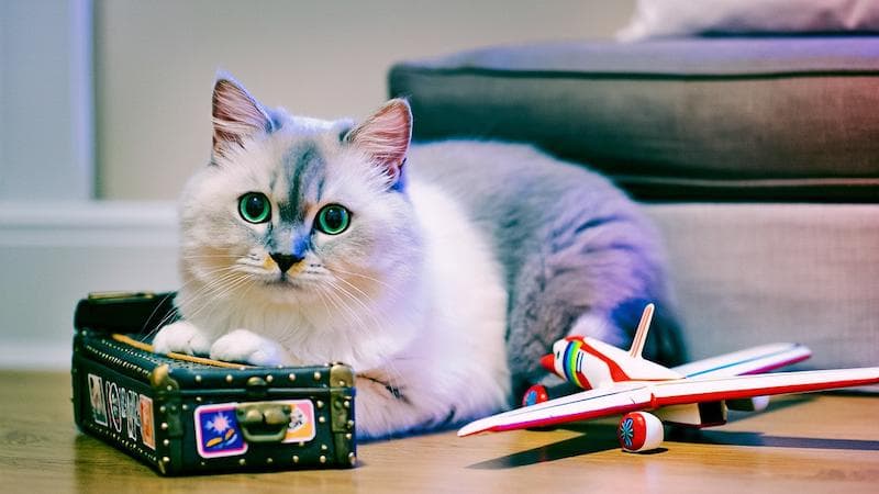 训练猫咪适应旅行箱：国际宠物托运必知指南