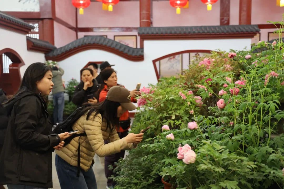 洛阳神州牡丹园繁花似锦，邀君共赏国色芳华