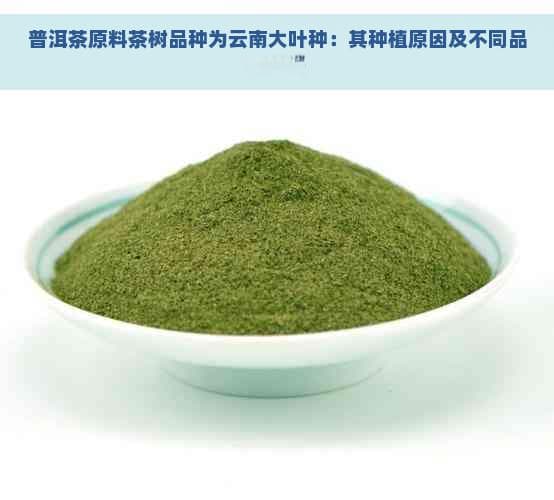 普洱茶原料茶树品种为云南大叶种：其种植原因及不同品种解析