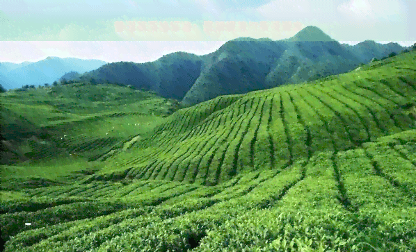 普洱茶质检标准：最新规范与质量要求