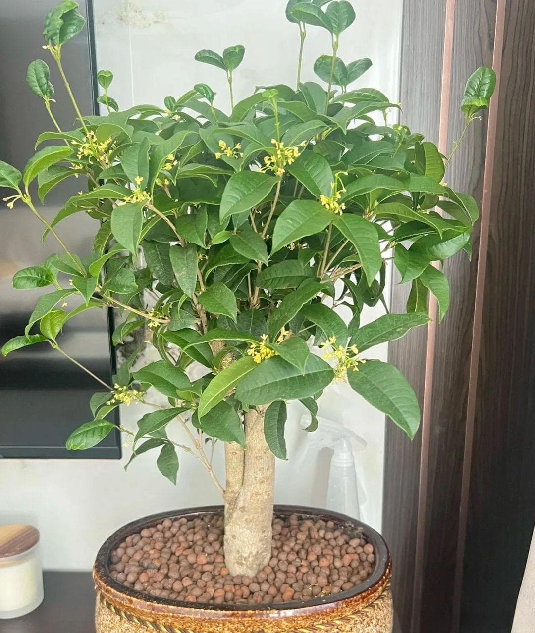 养花30年心得：10种最适合秋季养护的花卉推荐
