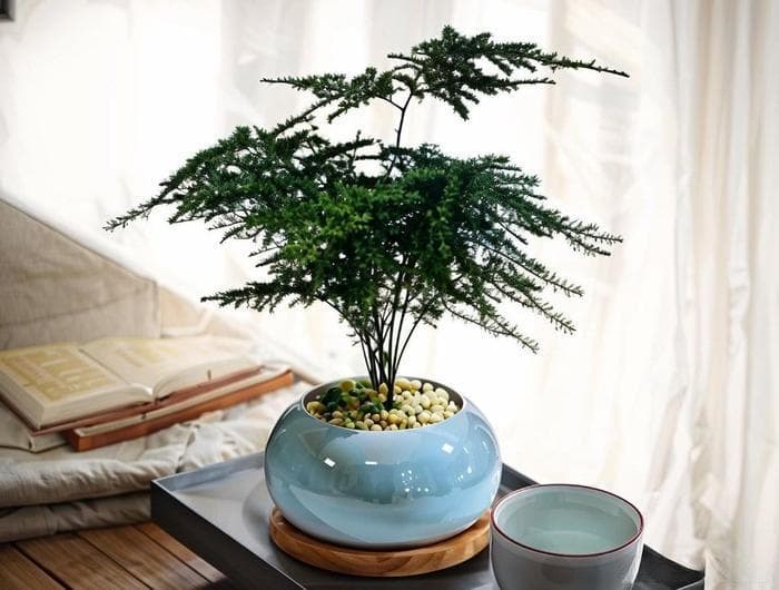 3个给兰花“加湿”的技巧，一看就懂，在北方不怕养不好兰花了！