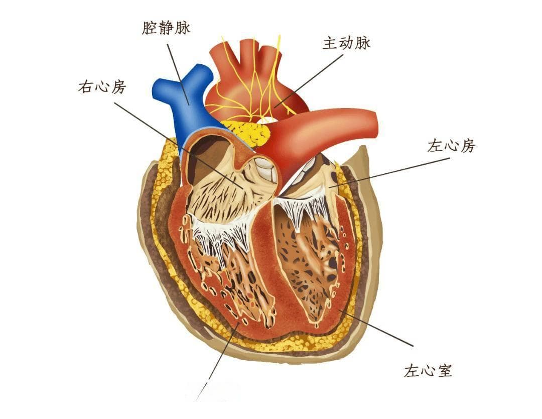 房间隔膨出瘤是肿瘤吗？需要治疗吗？