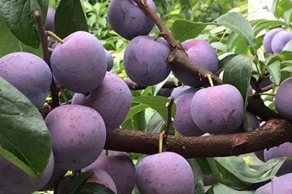 李子树怎么施肥？施什么肥料比较好？