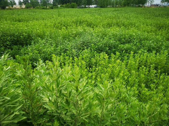 大叶艾、野艾蒿、阴地蒿：三种艾草的辨识与应用