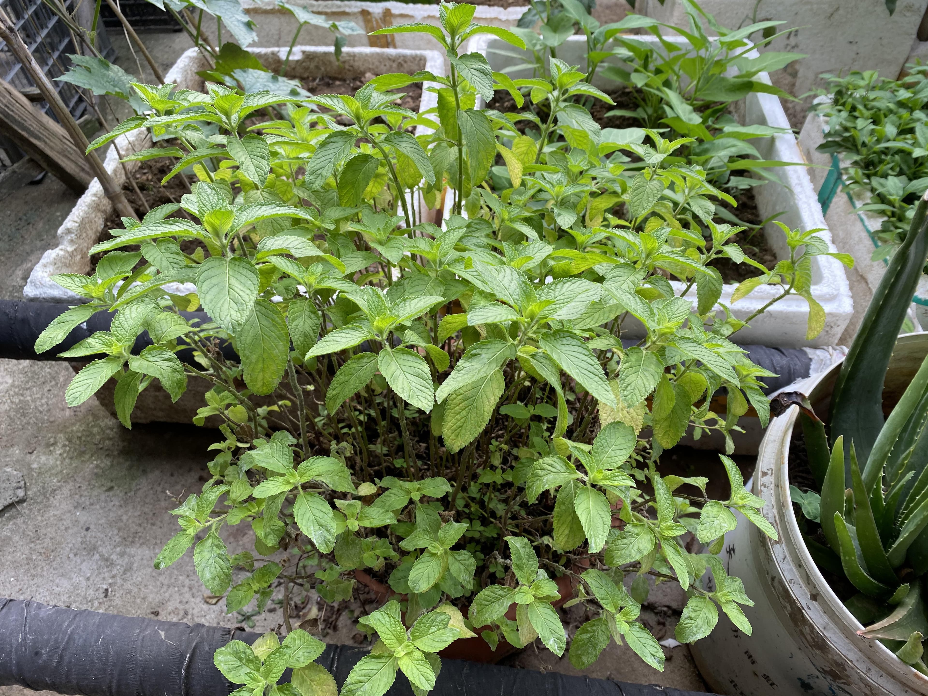 薄荷种子种植攻略：时间与方法全解析