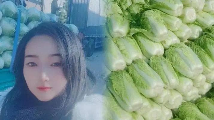 日销白菜10万斤，河南博爱县美女代办从打工种地到创业的成功之路