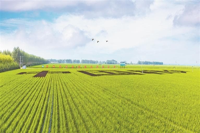 绥棱 四菜一饭“香飘万里”县域经济“链”上发力