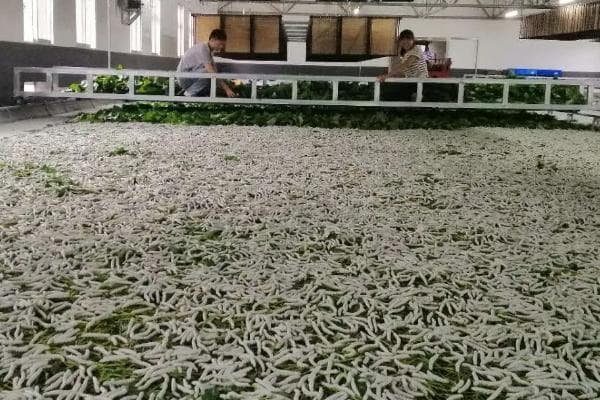养蚕的方法，不同生长阶段的桑叶用量不同