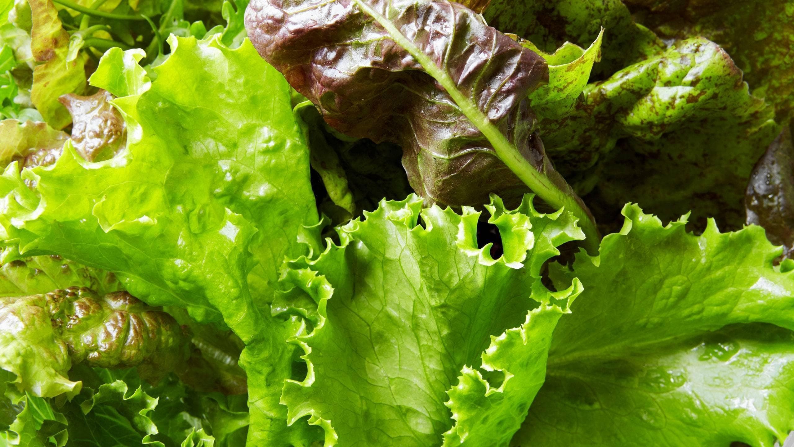 18 种生菜和每种生菜的最佳食用方法