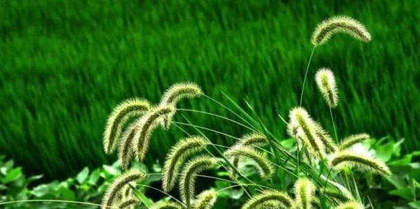 狗尾巴草的神奇功效：从抑制细菌到美容养颜