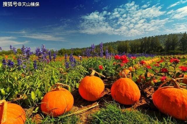 南瓜的种植方法和时间